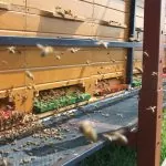 Med in čebelarstvo