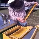 Med in čebelarstvo